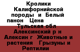 Кролики Калифорнийской породы  и  Белый  панон › Цена ­ 350-1500 - Тульская обл., Алексинский р-н, Алексин г. Животные и растения » Грызуны и Рептилии   